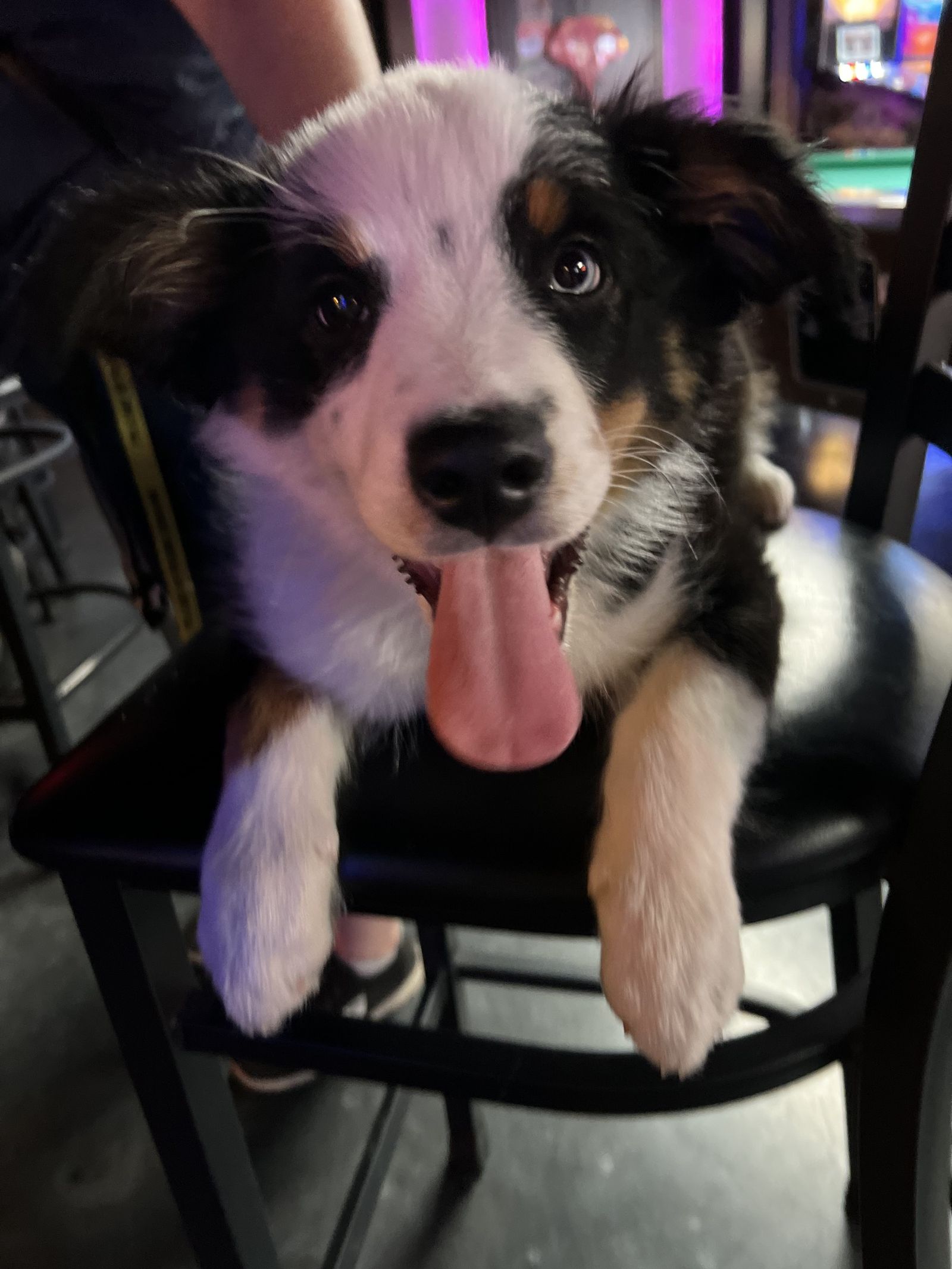 A very good dog visiting the bar
